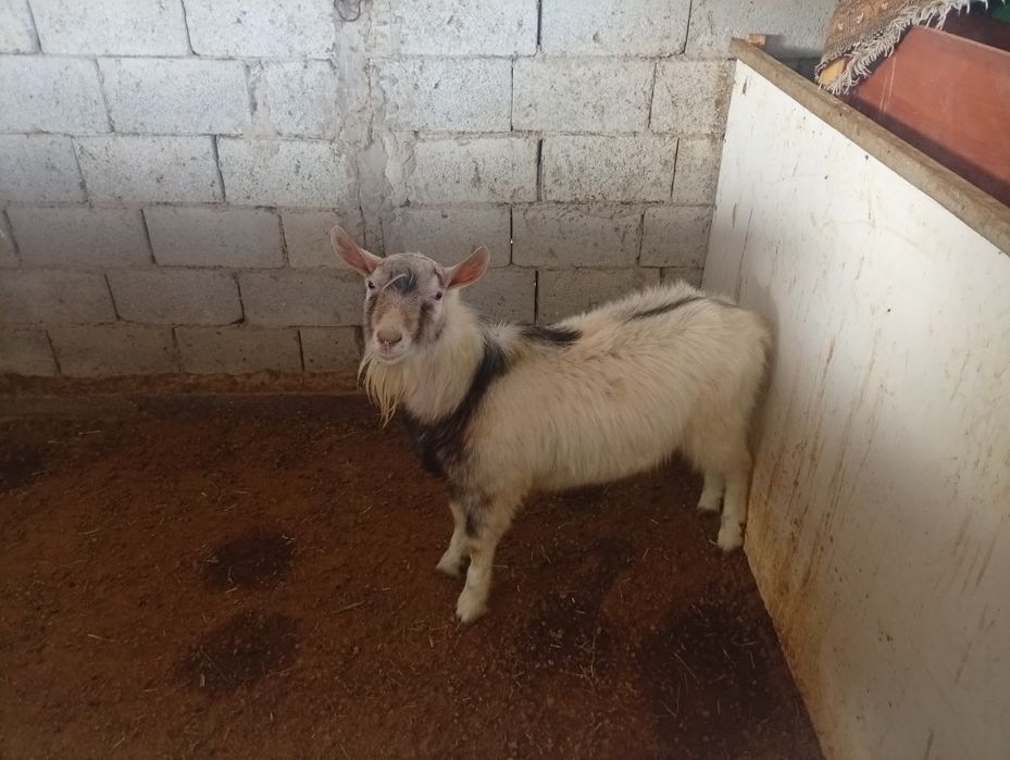 Теке  сатылады көкпарға