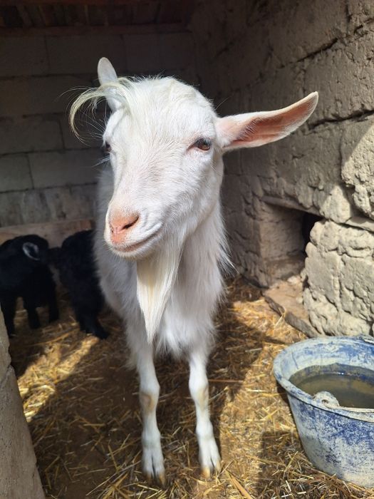 Заанен текесі сатылады