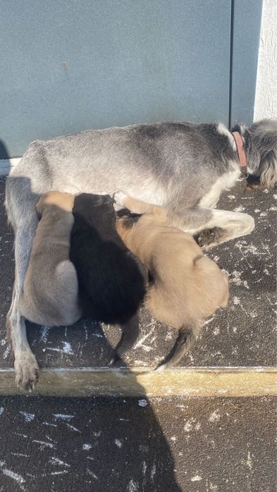 Щенки, отдам в добрые руки