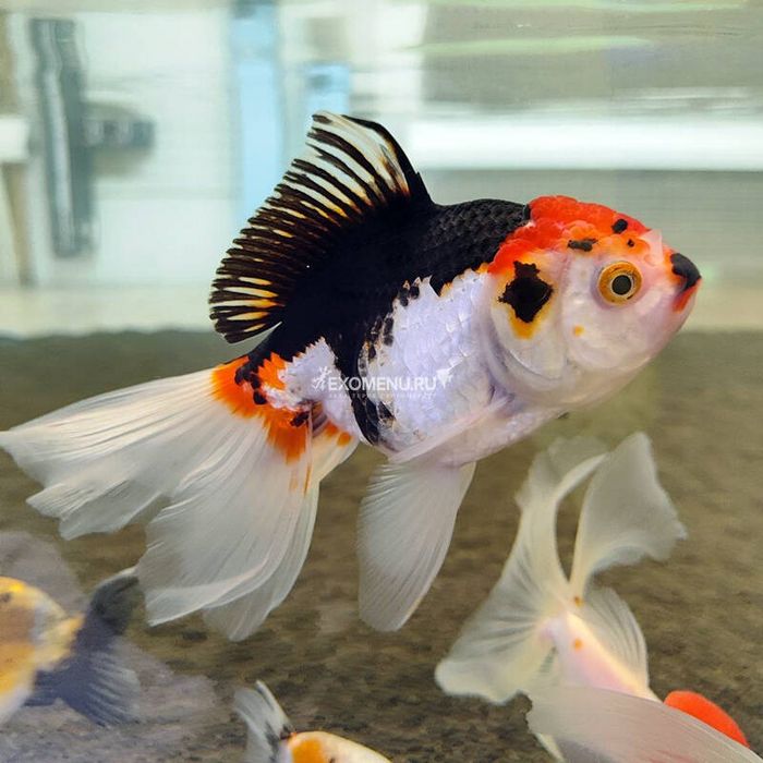 Aranda 3 kolor panda xet red kotta razmerda kopatishga tayyor