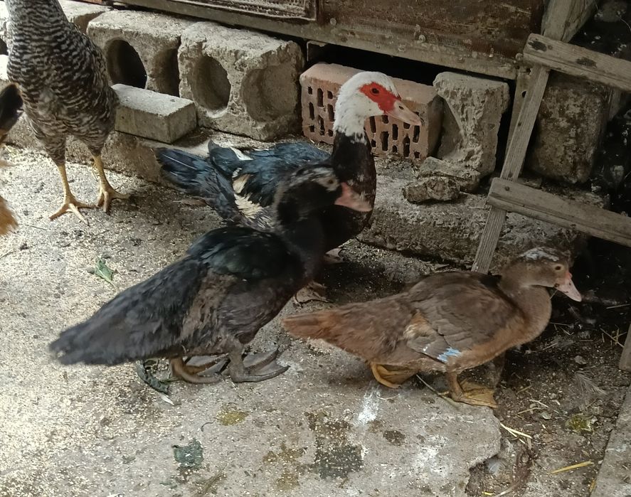 Rata leșească ciocolatie+bălțată+ rățoi negru