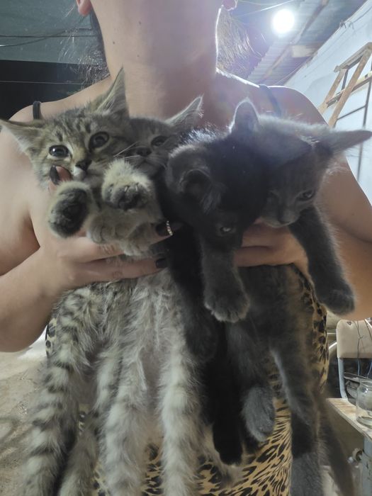 Отдам котят в хорошие руки