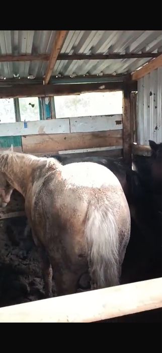 Айғыр сатылады семіз