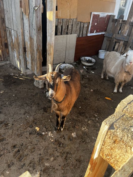 Сауын ешкі (ұрғашы буазы)