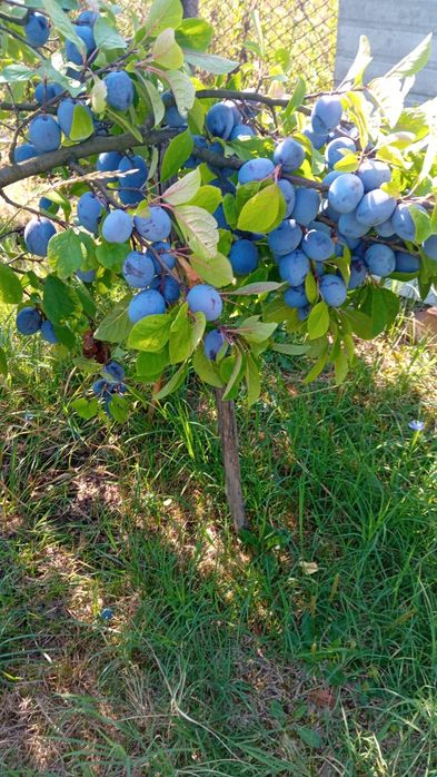 Prune proaspete din gradina