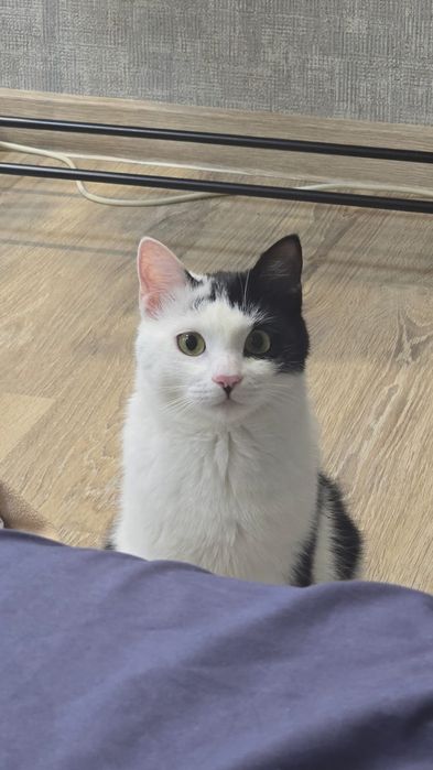 Отдам в хорошие руки