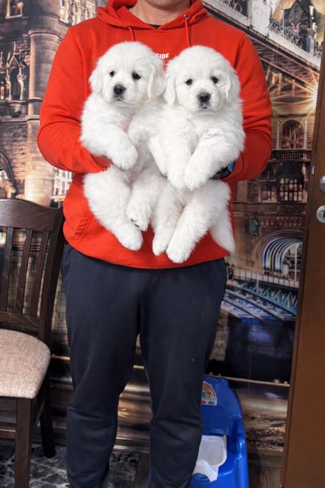 Голдън Ретривър ***FCI***