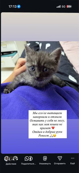 отдам котенка, бесплатано