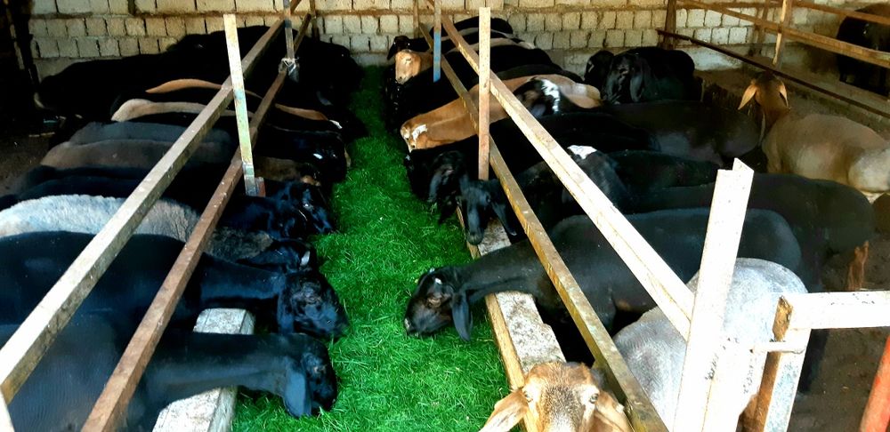 85 ,000 сўмдан Qassob-Кассоб  Кўй