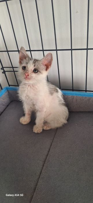 Котята в добрые руки ,мальчики