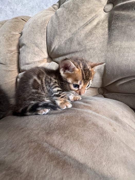 Продам котят бенгалов