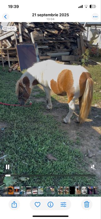 Vand ponei  talie mica