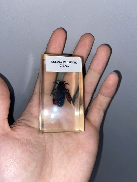 Colectie de insecte