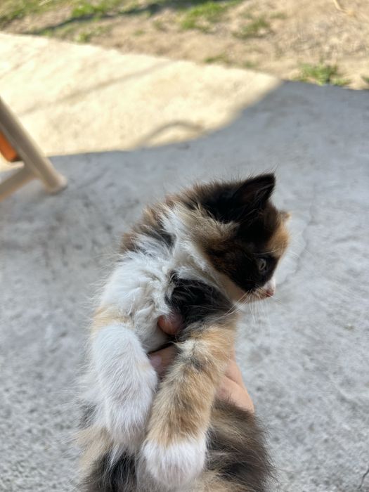 Котенок гр Алматы