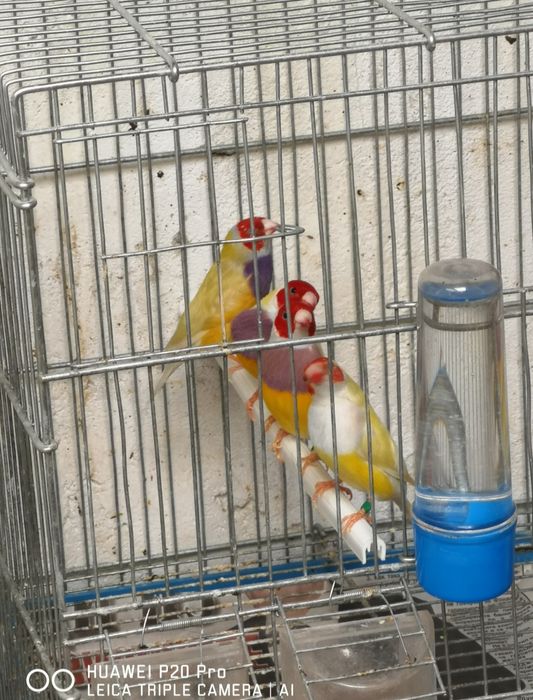 Гулдови Амадинки