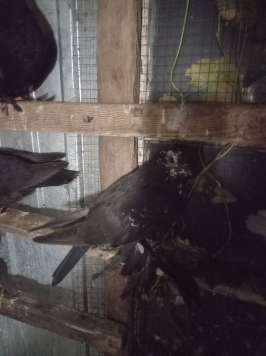 Голуби гульсары молодежь