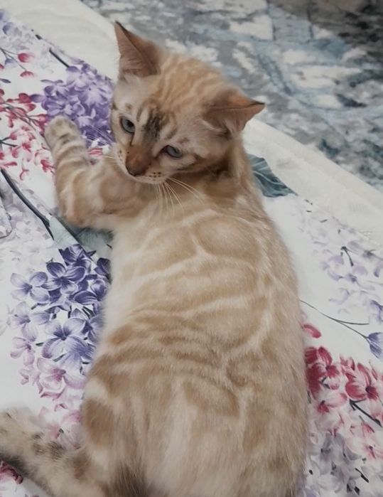 Бенгальские котята
