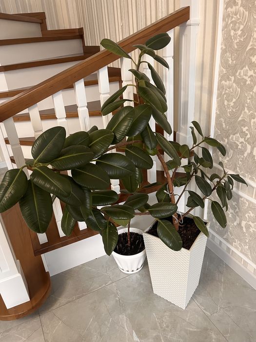 Продам фикус 25 000 тг