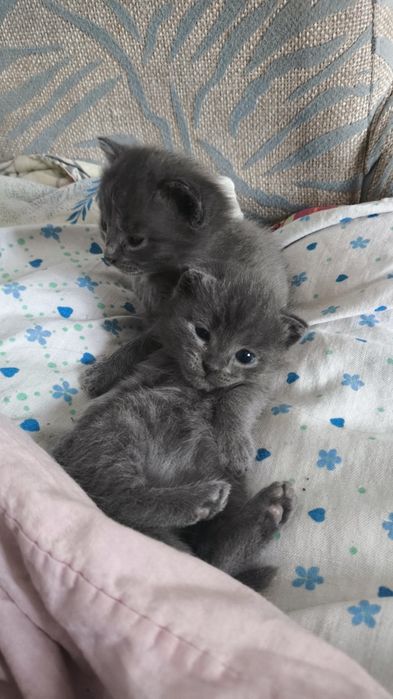 Отдам котят в добрые руки