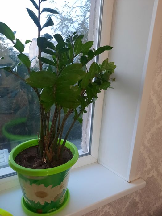 Продам комнатные цветы