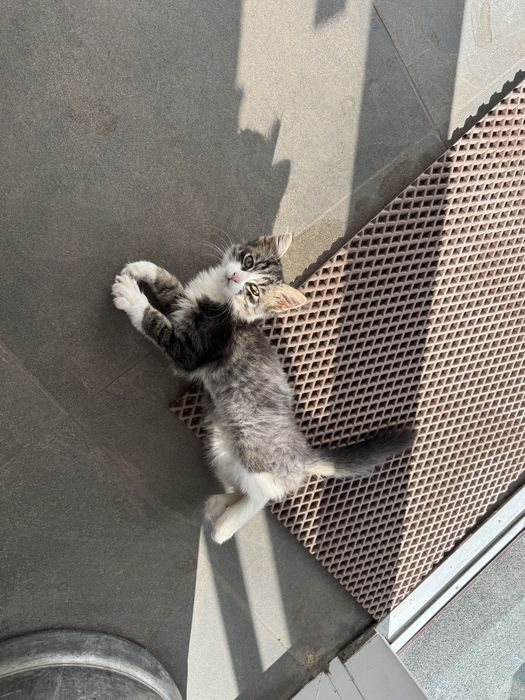 котенок ищет домик