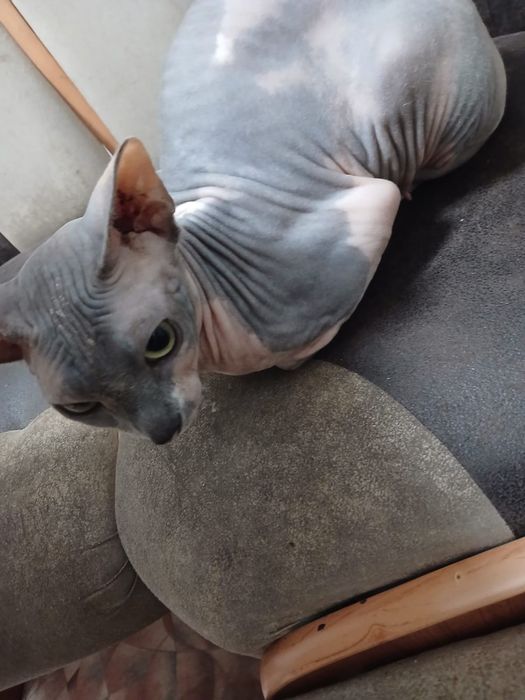 Котята сфинкс Браш