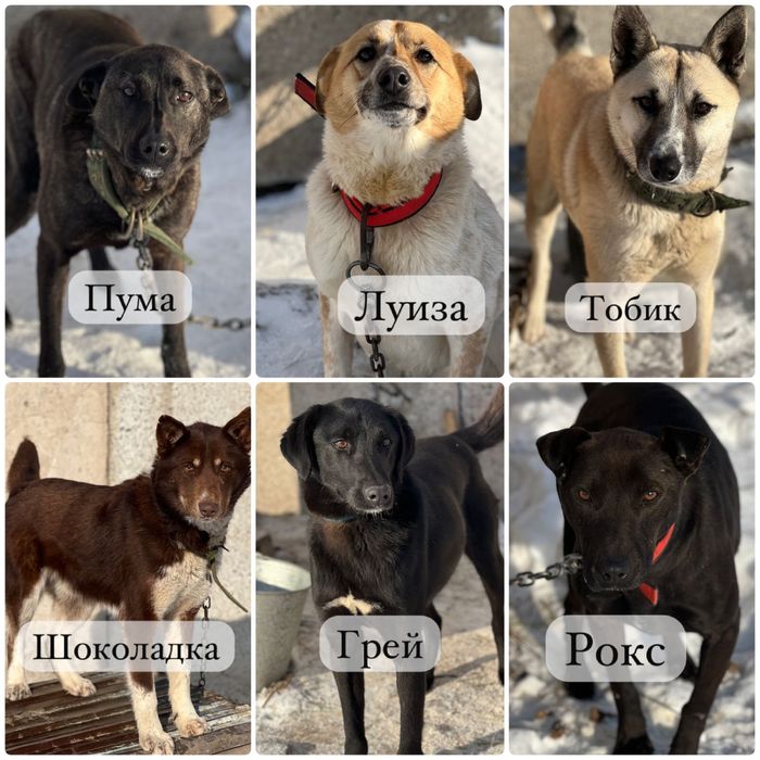 Собаки ищут семью