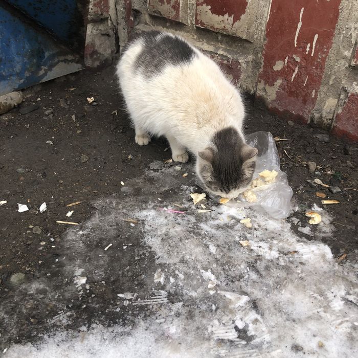 Бездомные животные . Кошки.