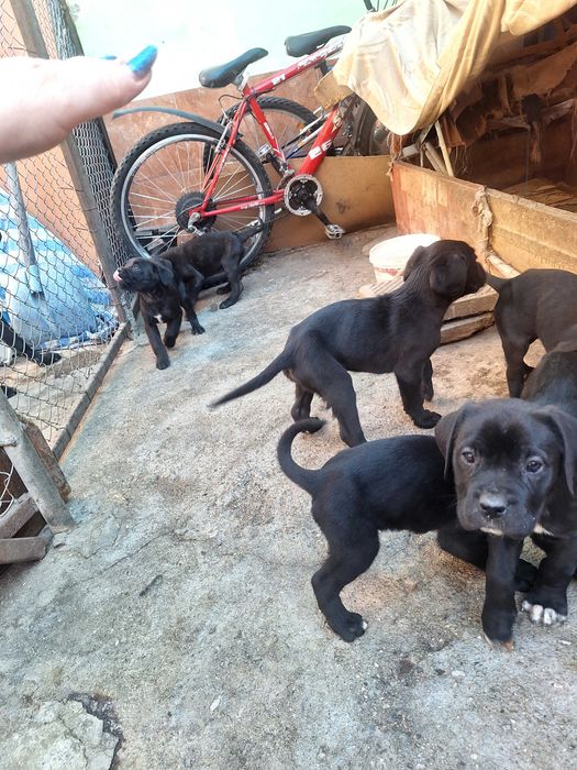 Продавам Кане Корсо