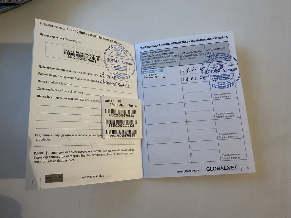 Котенок Касиапия с документами! Чипирована