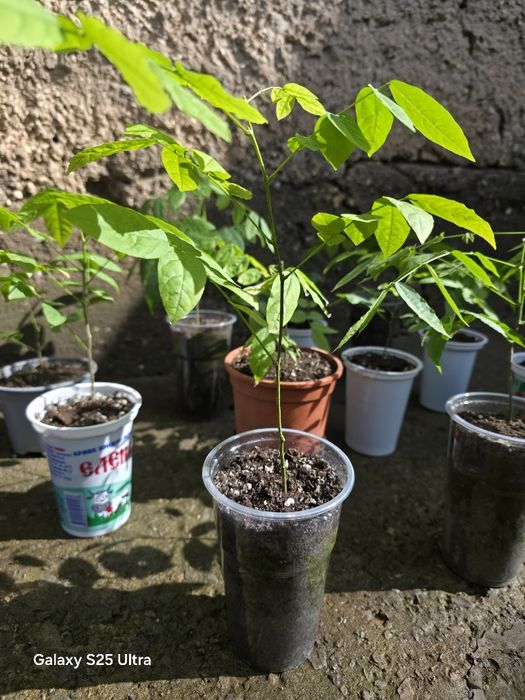 Глициния (вистерия)