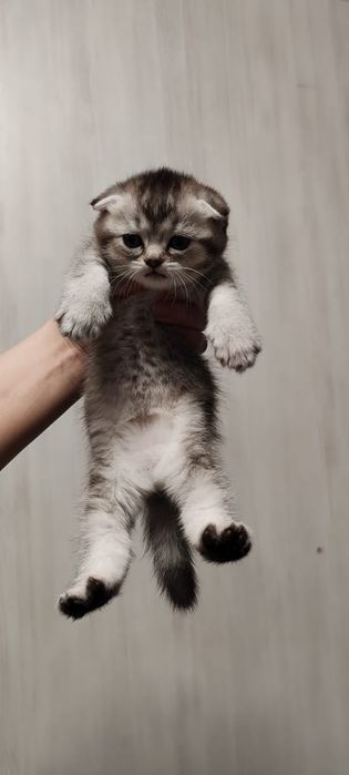 Продаются котята Скоттиш фолд