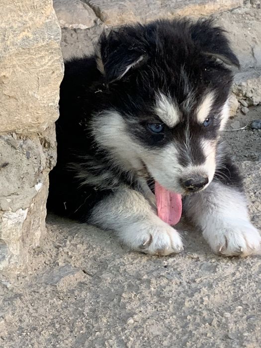 Sibirski xaski bolalari