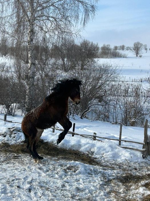 Жылқы сатылады семіз ұстағаннан да қолайлы
