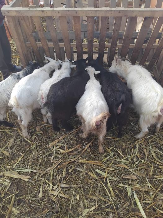 Capre de Vanzare Dolj