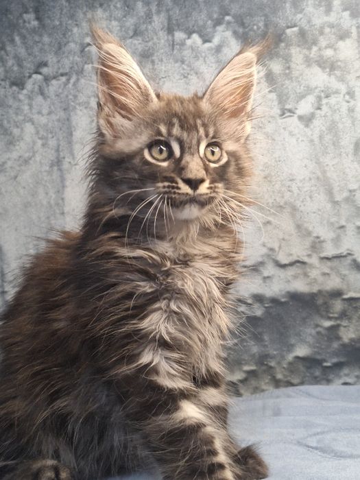Котята мейн-кун из питомника _рассрочка!
