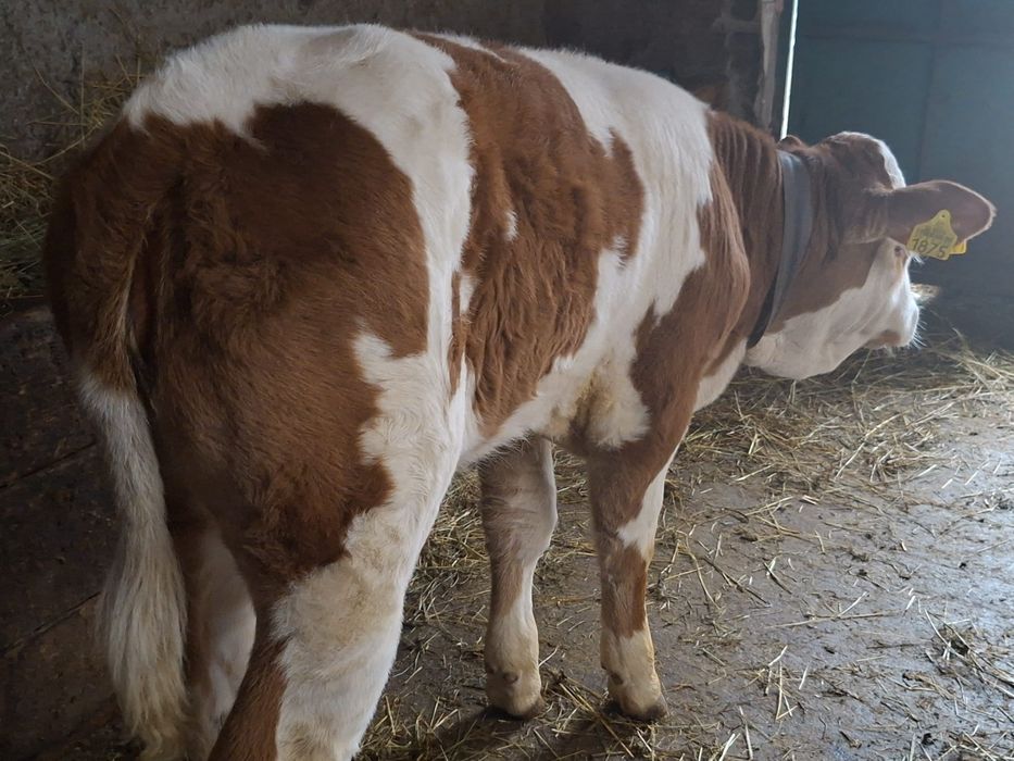 Vând vițea bălțată