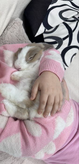 Мъжко декоративно зайче