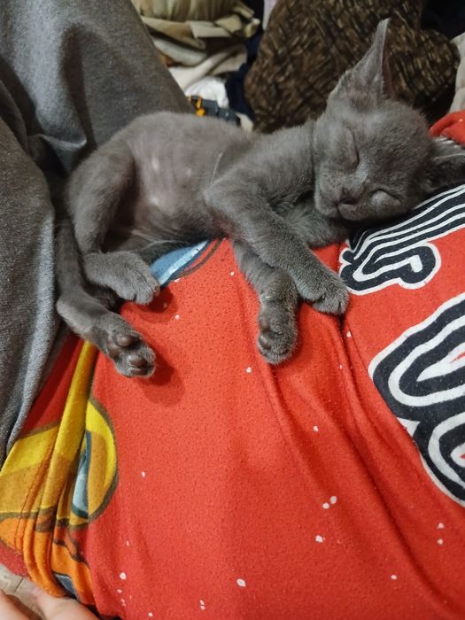 Отдадим  котенка