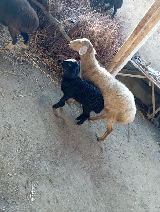 avg'on ona bola qoy sotiladi bolasi moda