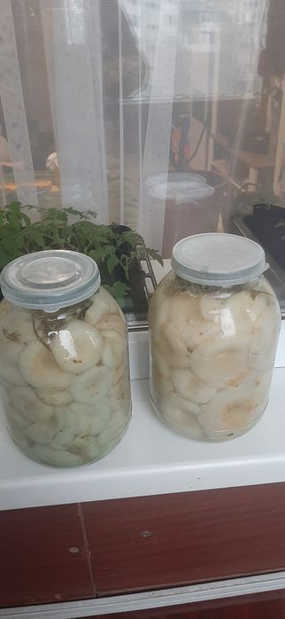 Грибы грузди продам