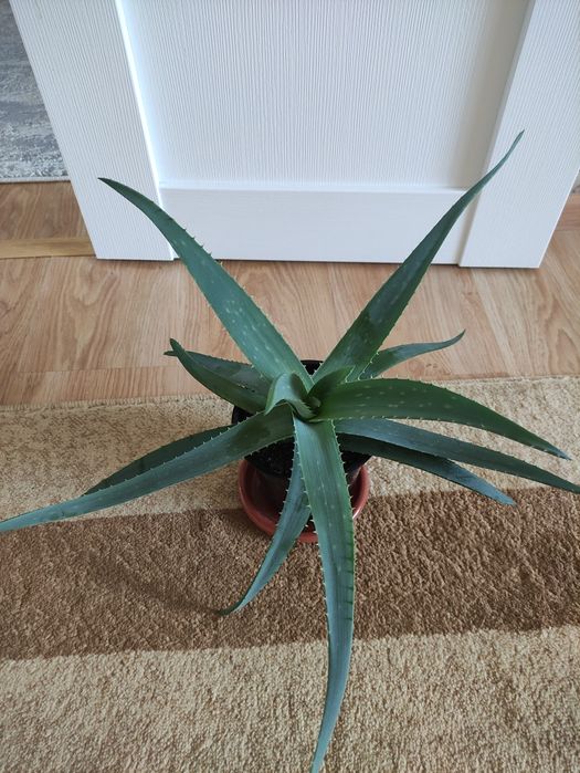 Алоэ лечебное более 3х лет