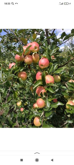 Мевали кучатлар Хар хил нави бор