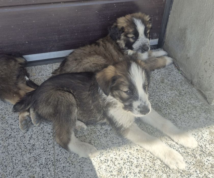 Adoptie catei Cluj-Napoca