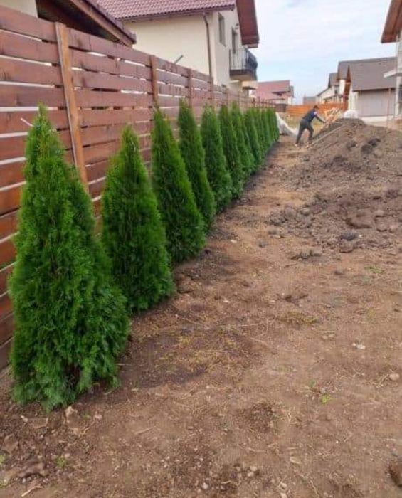 Mesteacan cu coaja alba decorativ/ copaci / betula gard viu tuia. Etc