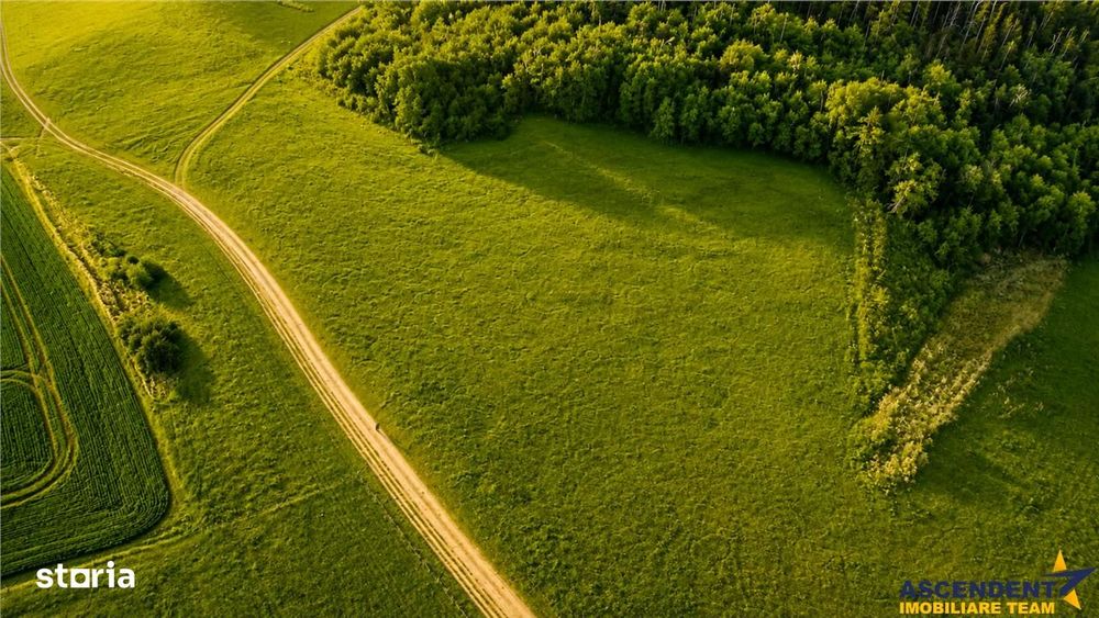 6.000 mp teren granitat de liziera compacta de padure, ecran natural d