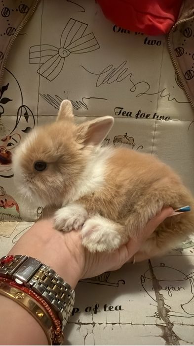 iepurasi pitici mini toy