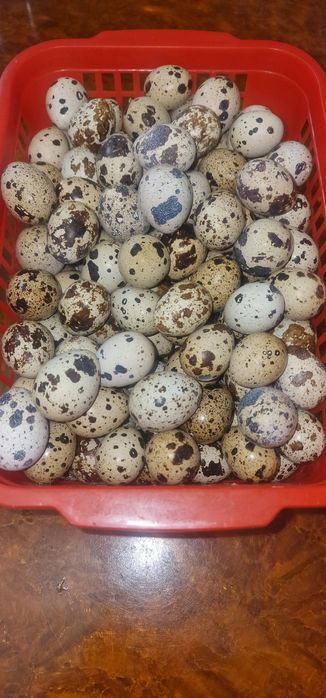 Продам перепелинные яйца