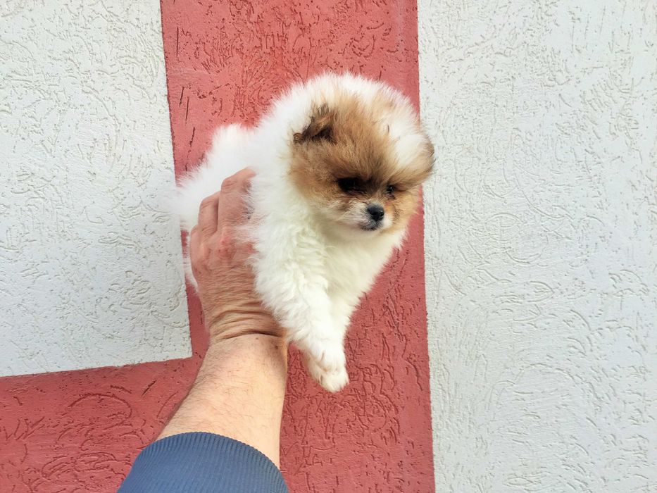 Померан мини Померанчета