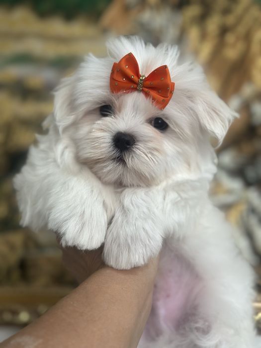 Шикарные щенки мальтезе